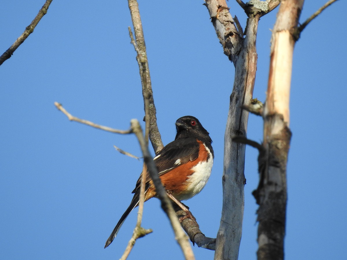 Eastern Towhee - ML115192861