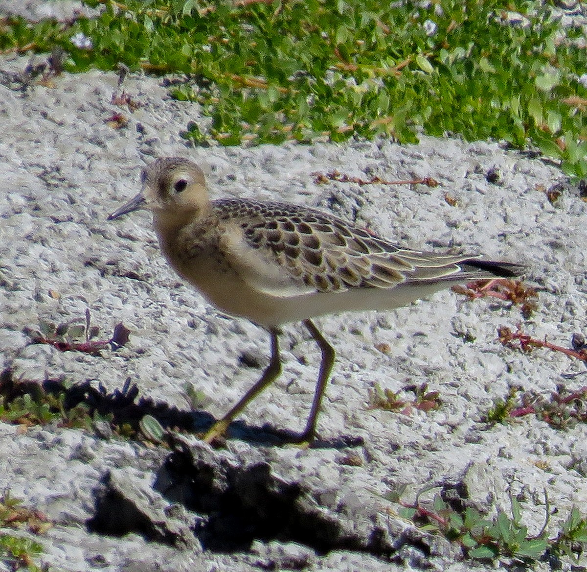 Buff-breasted Sandpiper - Austin Xu