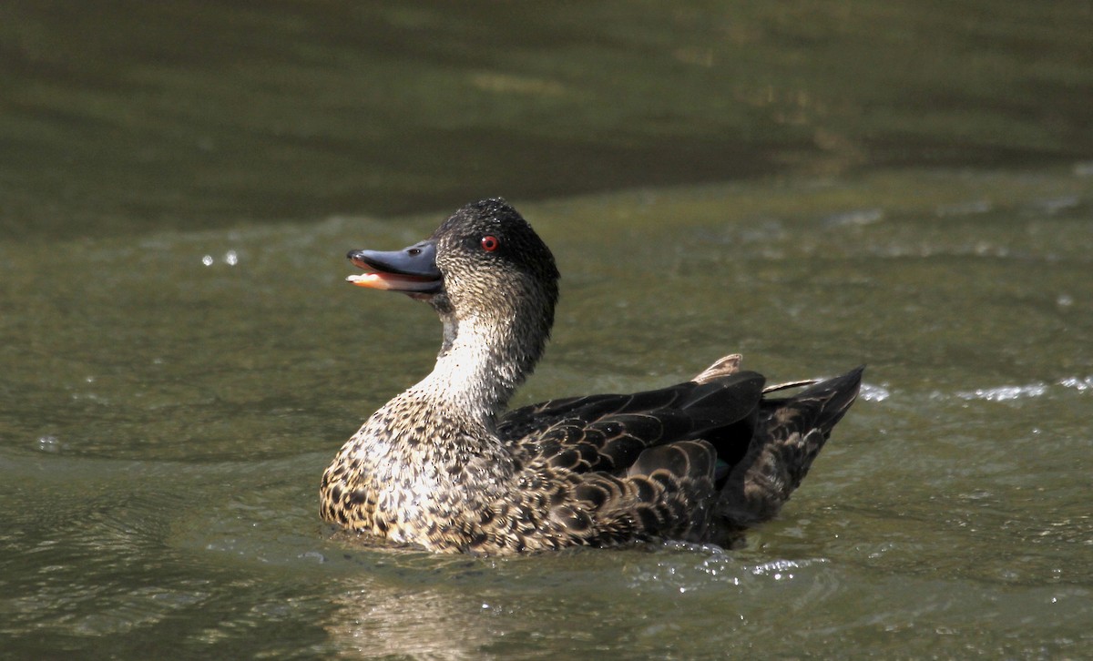 Chestnut Teal - ML115193781