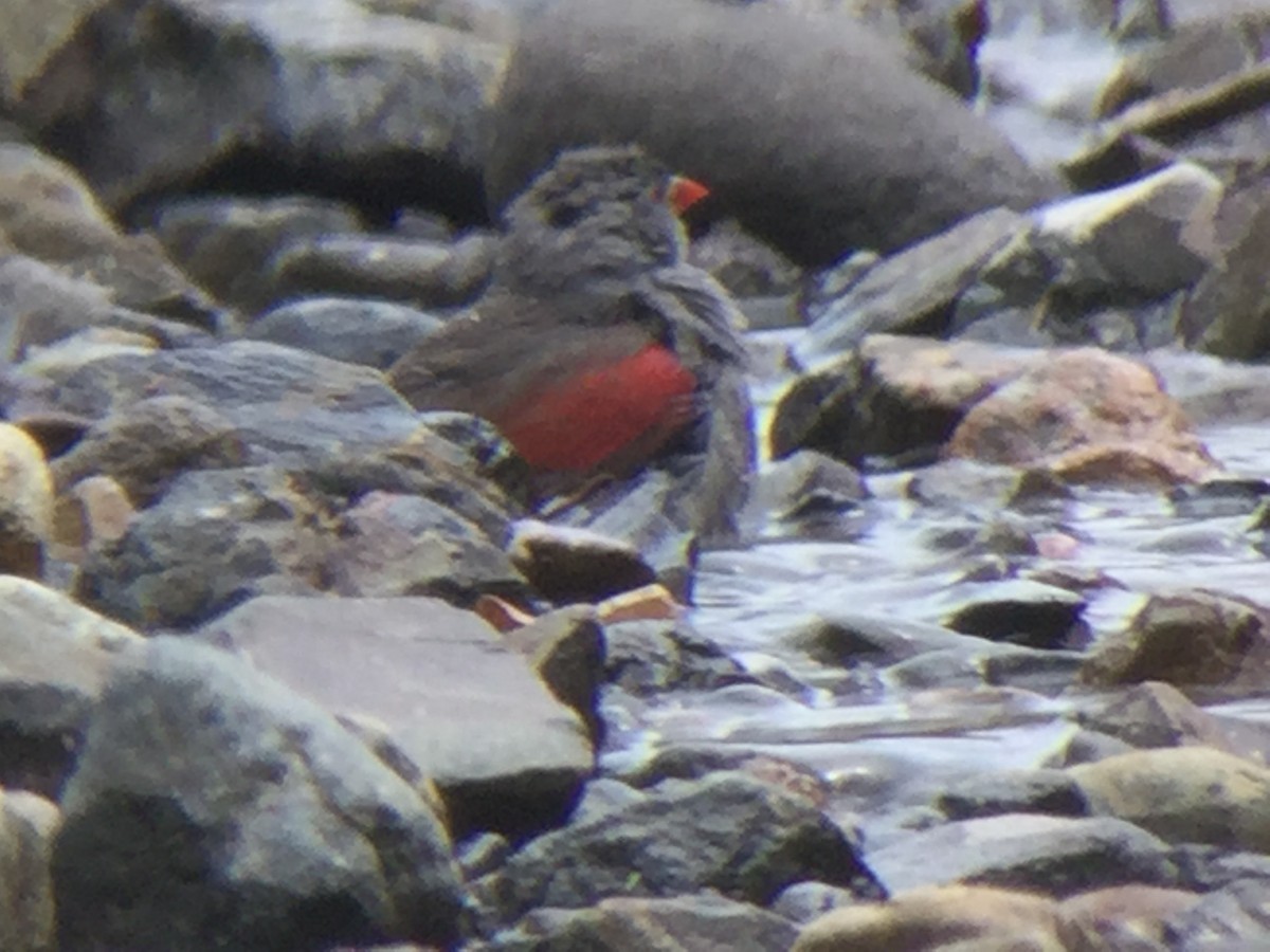 Red-billed Pytilia - Rick Jacobsen