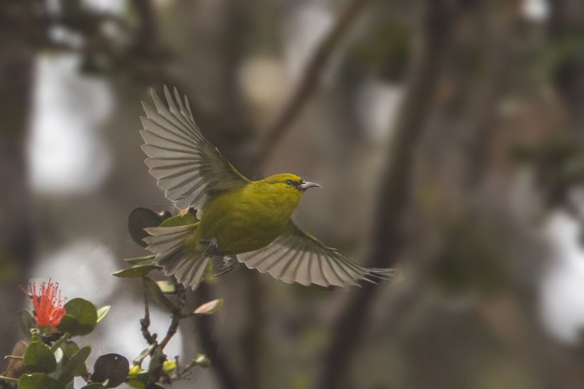 Hawaii Amakihi - Bradley Hacker 🦜