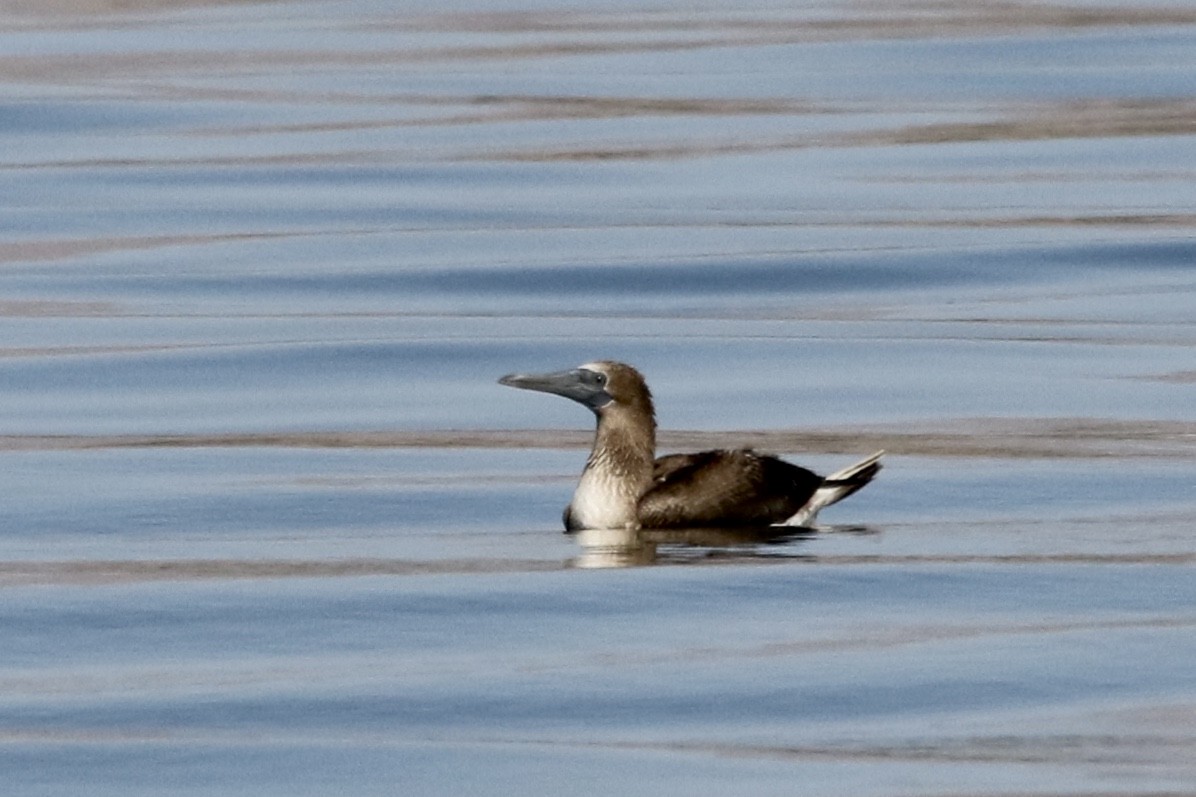 Blue-footed Booby - ML115195171