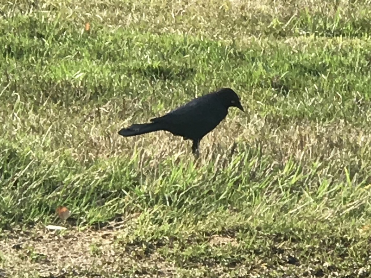 Brewer's Blackbird - ML115198411