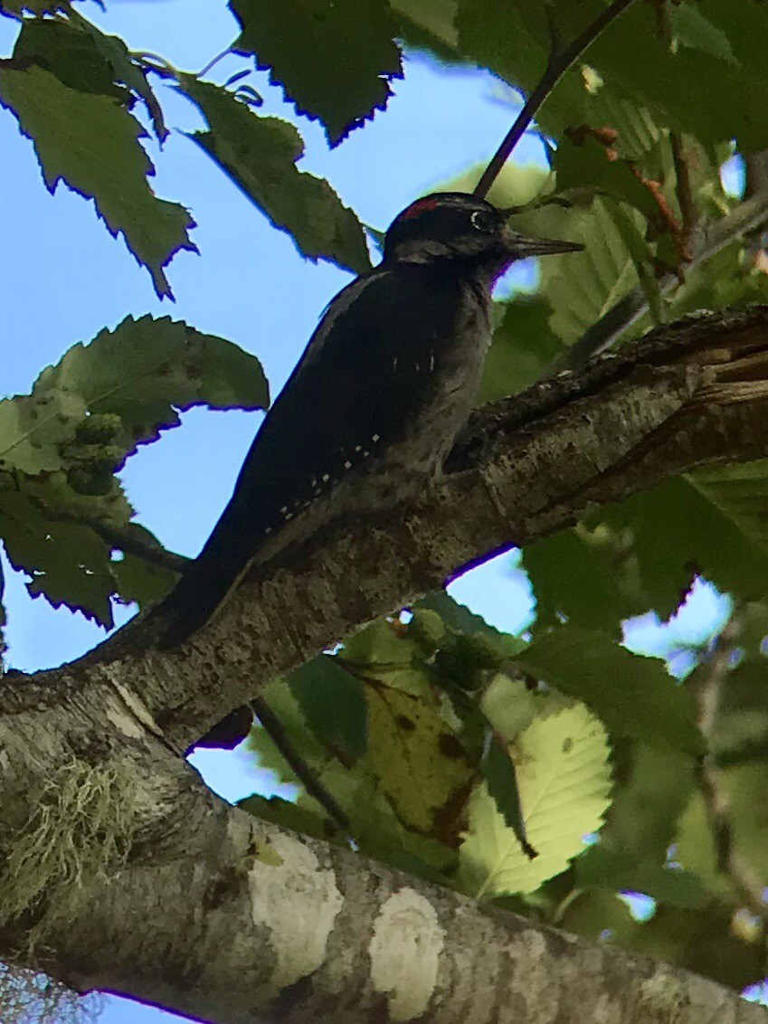 Hairy Woodpecker - ML115198511