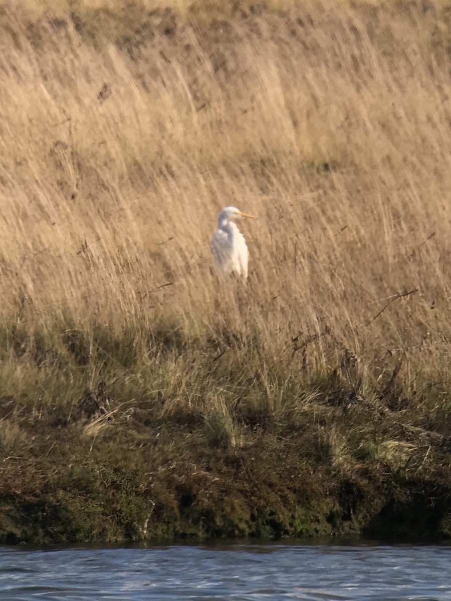 Great Egret - ML115198541