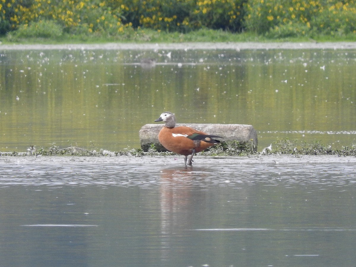 South African Shelduck - ML115199991