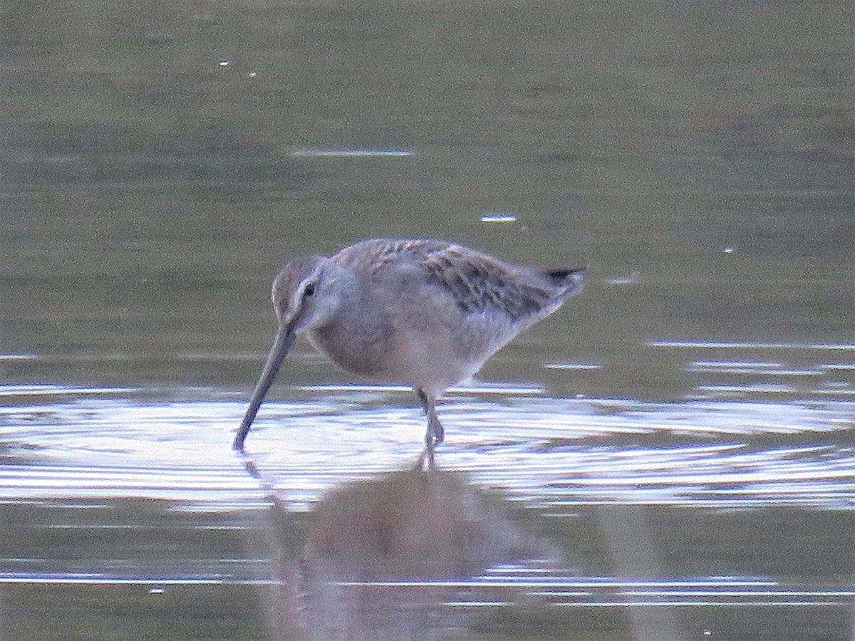 Long-billed Dowitcher - ML115200621