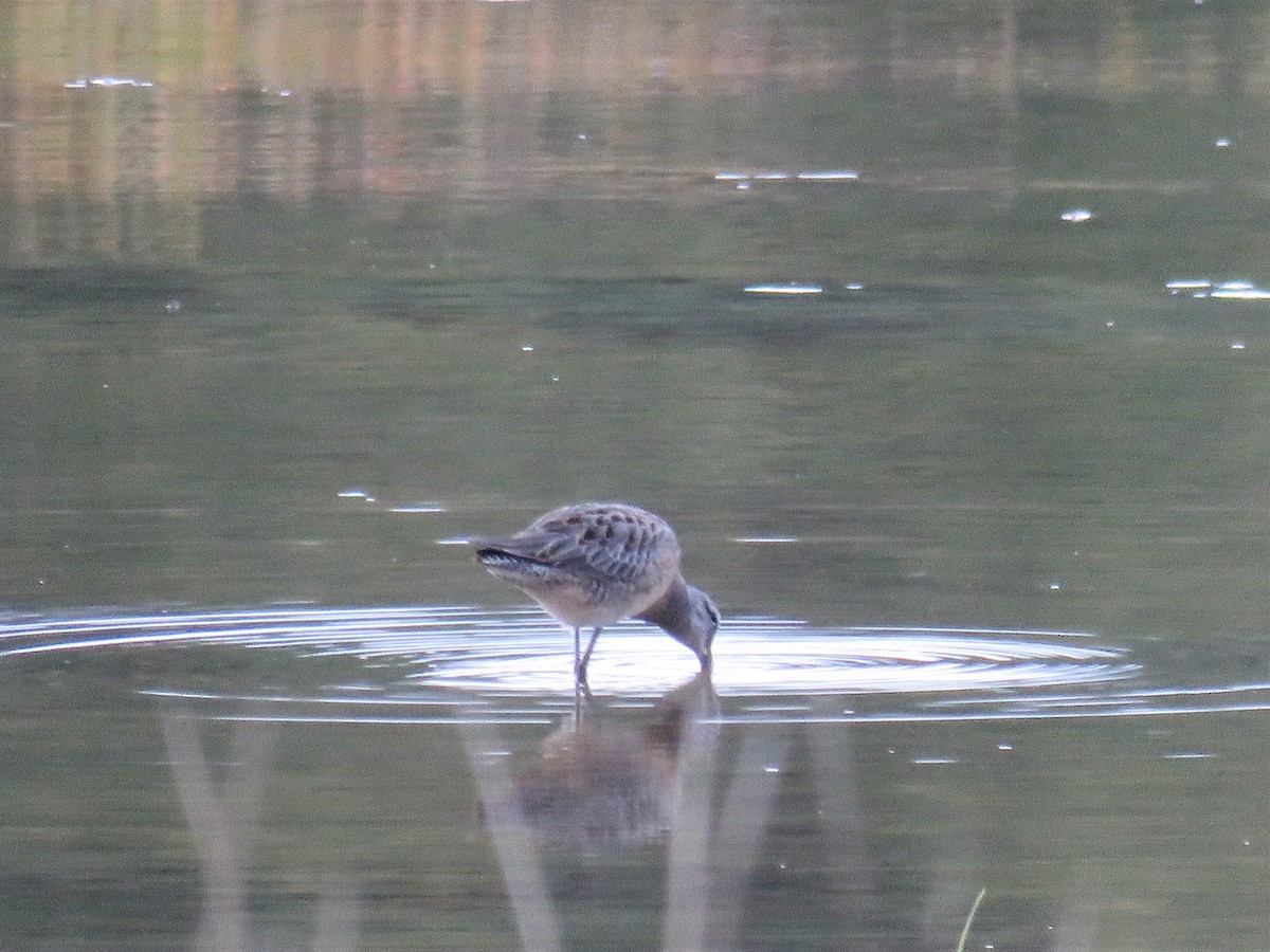 Long-billed Dowitcher - ML115200651