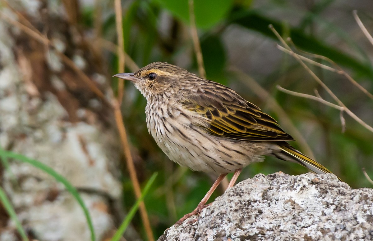 Striped Pipit - ML115204161
