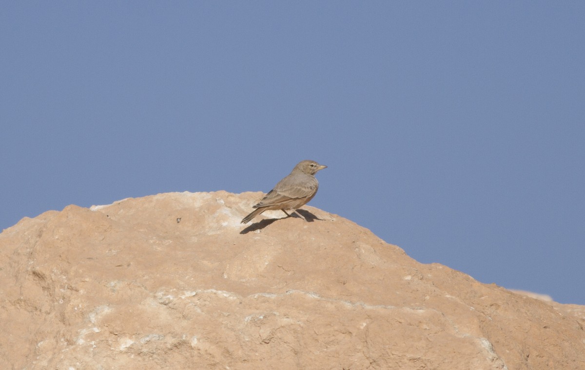 Desert Lark - ML115204821