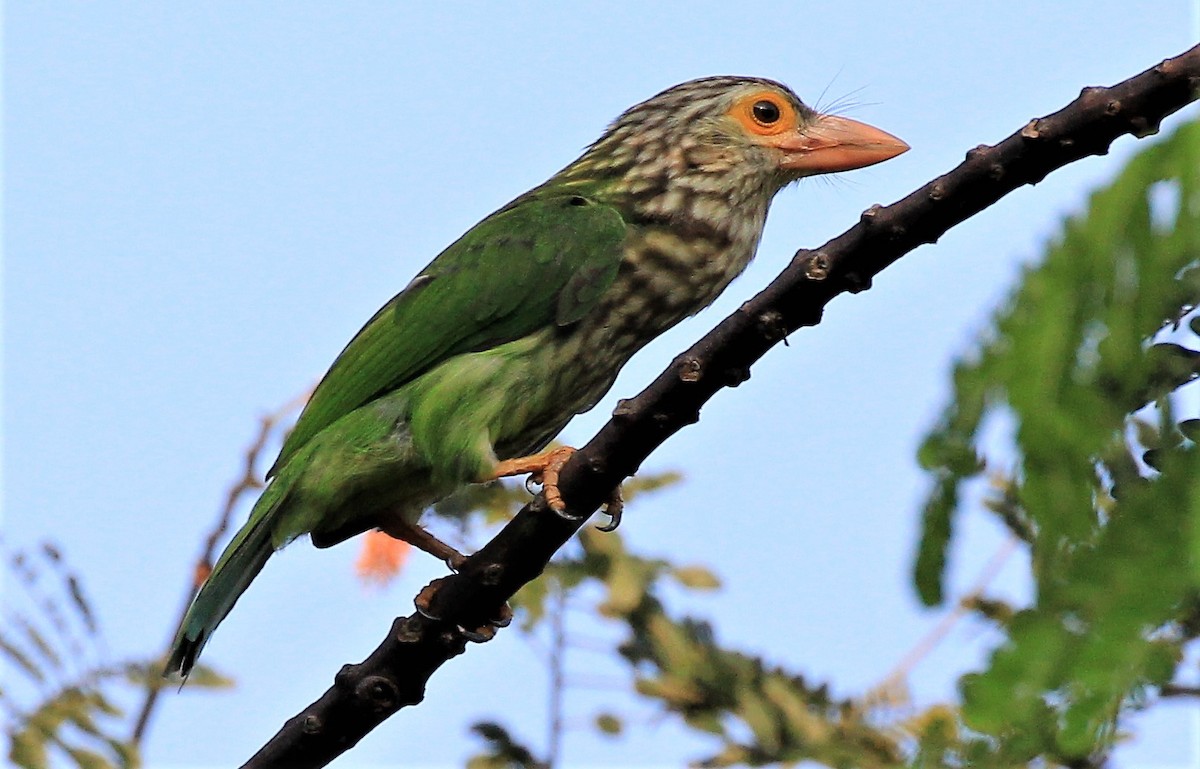 Lineated Barbet - Steven Cheong