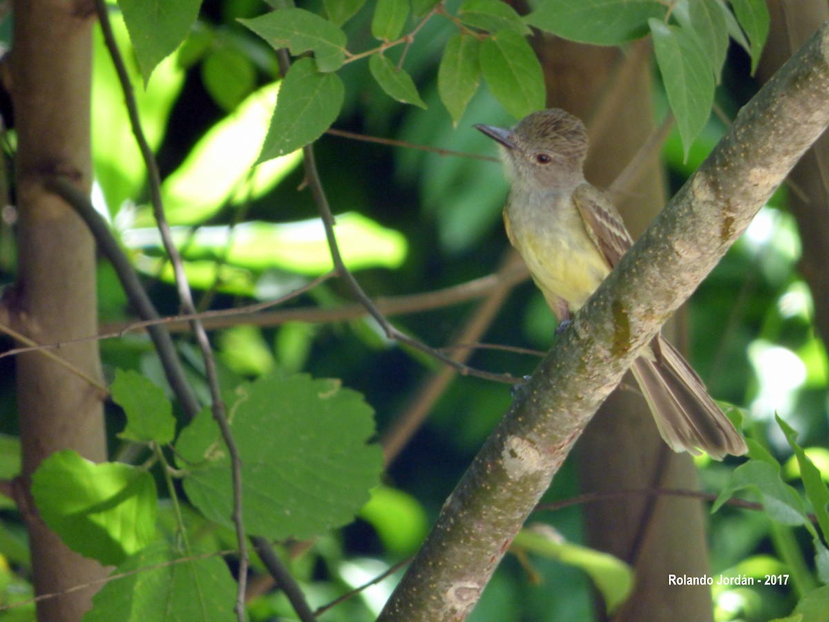 Panama Flycatcher - Rolando Jordan