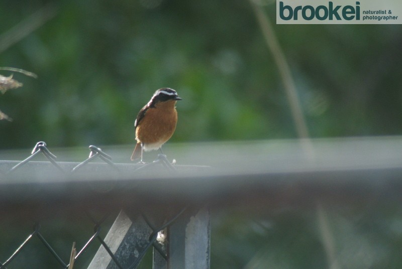 Moussier's Redstart - ML115208361