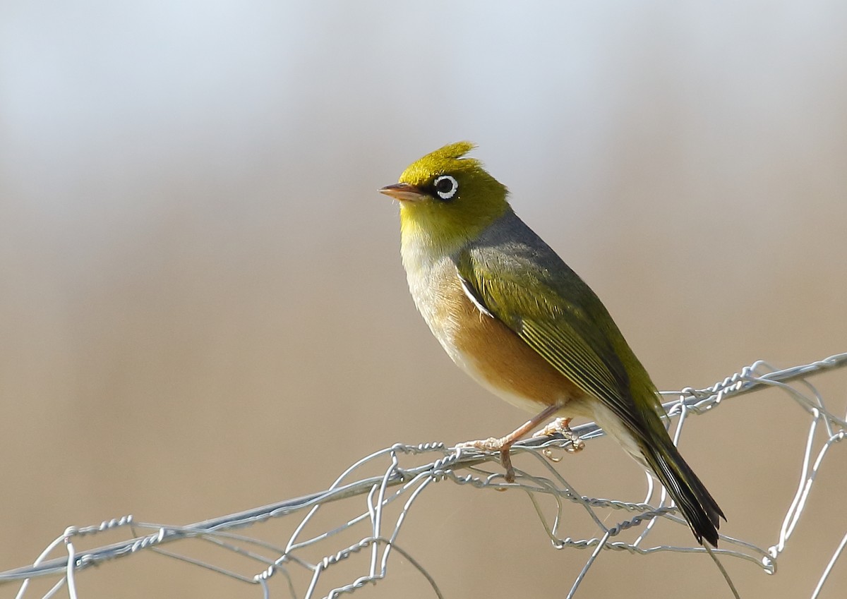 Silvereye - ML115208411