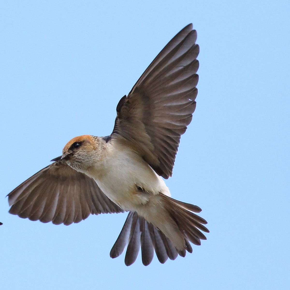 Golondrina Ariel - ML115208631