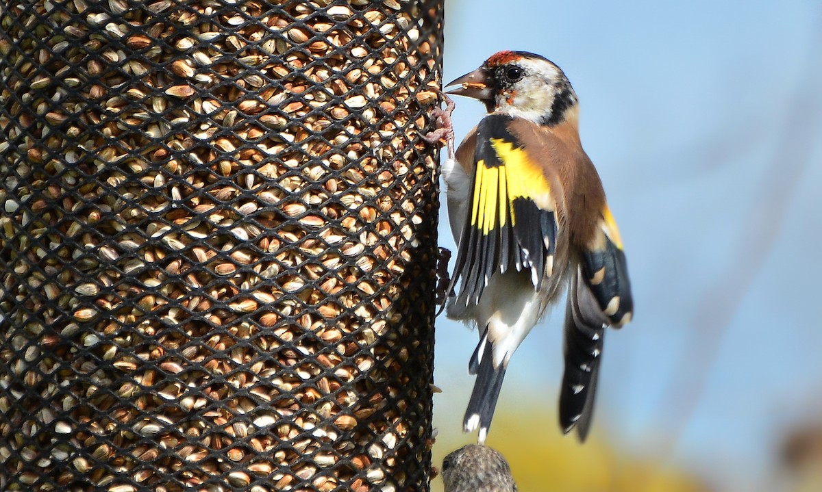 European Goldfinch - ML115209651