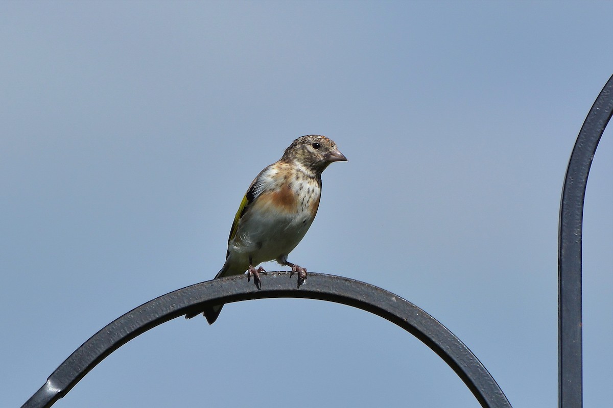 European Goldfinch - ML115209671