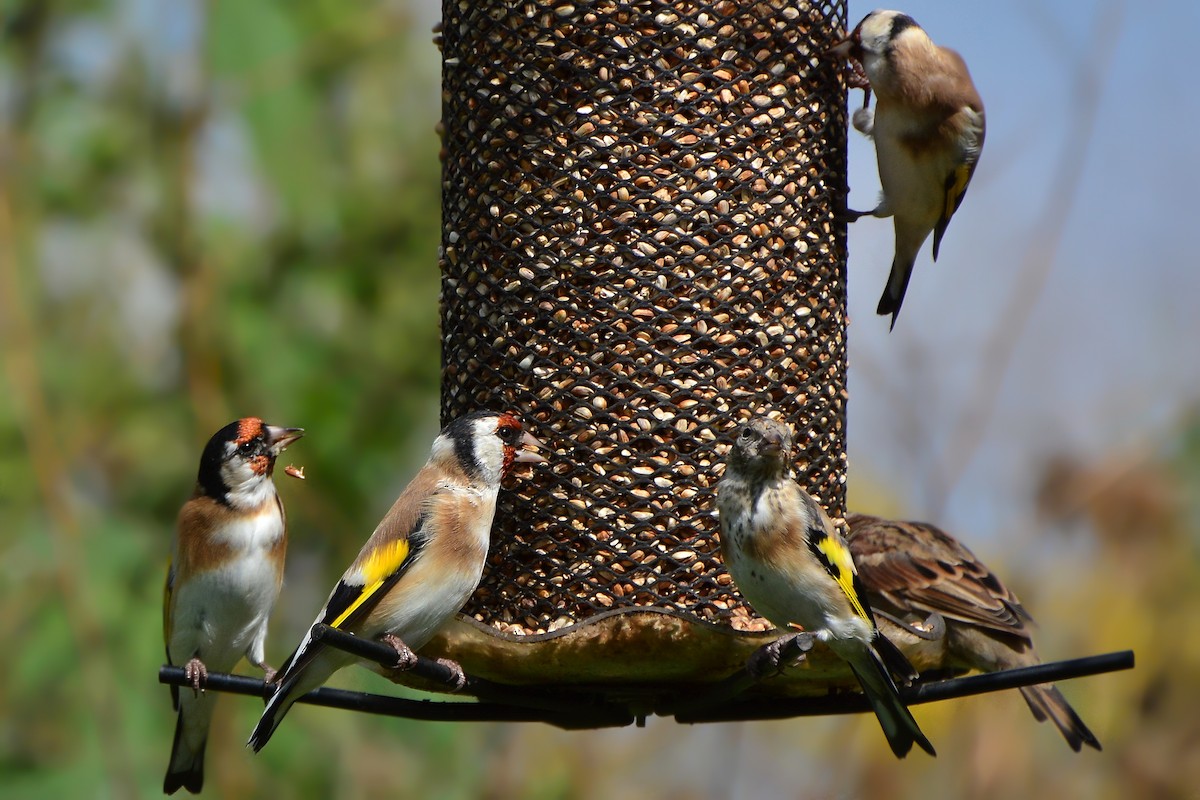 European Goldfinch - ML115209681
