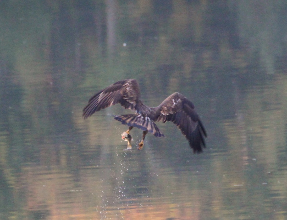 Bald Eagle - ML115210751