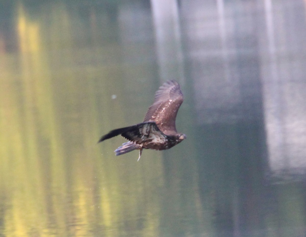 Bald Eagle - ML115210761