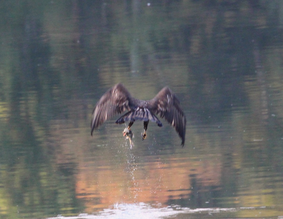 Bald Eagle - ML115210781