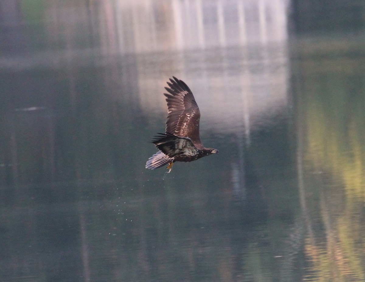 Bald Eagle - sam hough