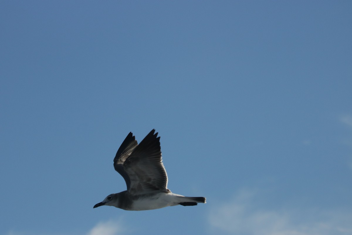 Mouette atricille - ML115211281