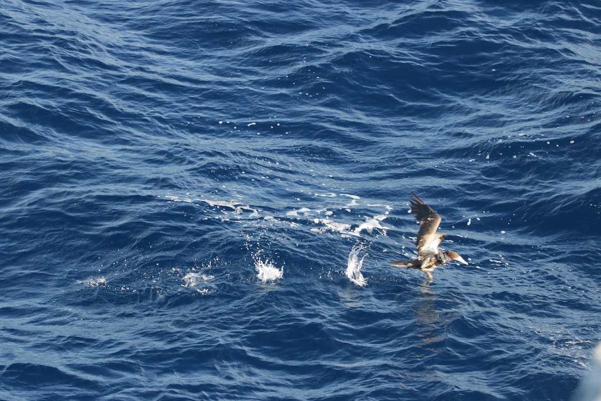 Brown Booby - ML115211511