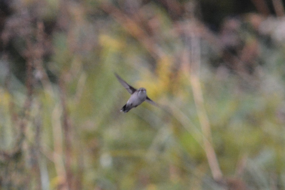 Ruby-throated Hummingbird - Rich Hanlon