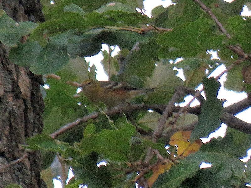 Braunkehl-Waldsänger - ML115214111