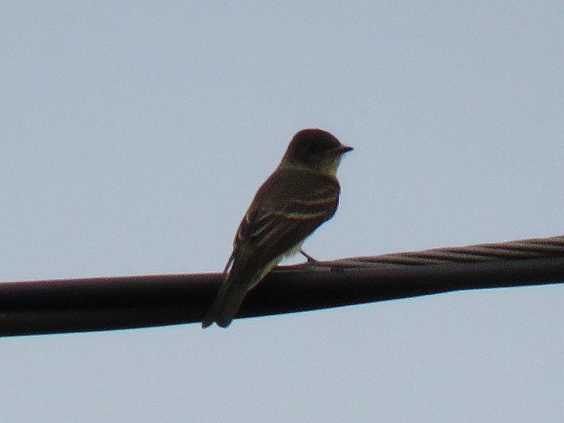 Eastern Phoebe - ML115214211