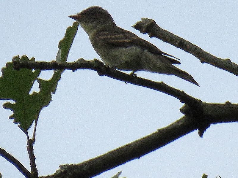 Eastern Wood-Pewee - ML115214271