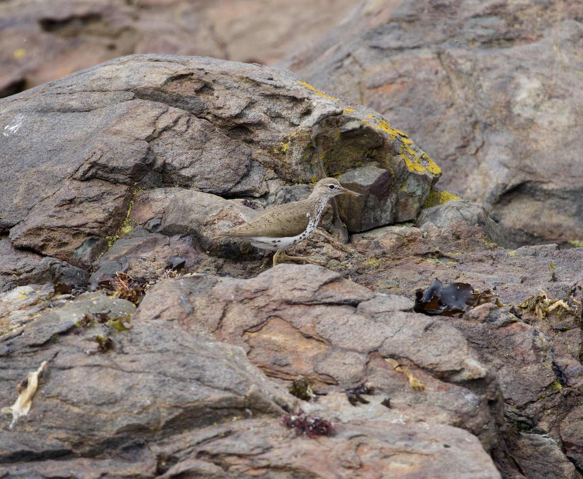 Spotted Sandpiper - ML115214541