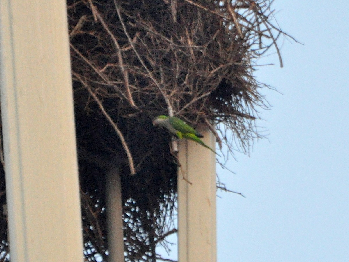 Monk Parakeet - ML115215461