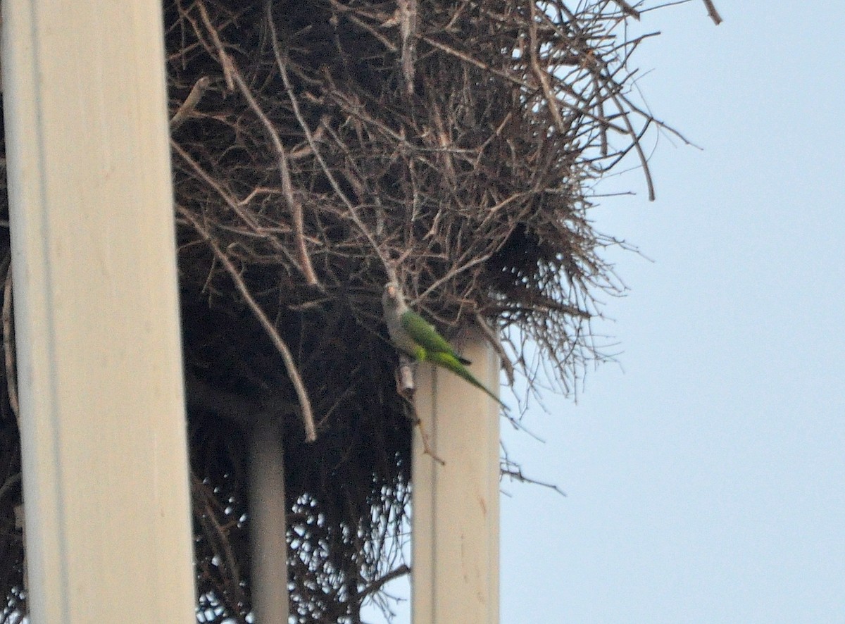 Monk Parakeet - ML115215471