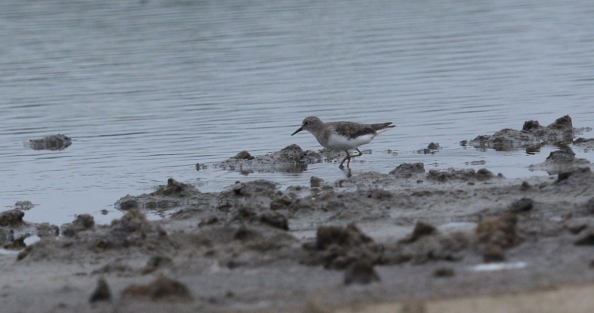 Temminck's Stint - ML115215481