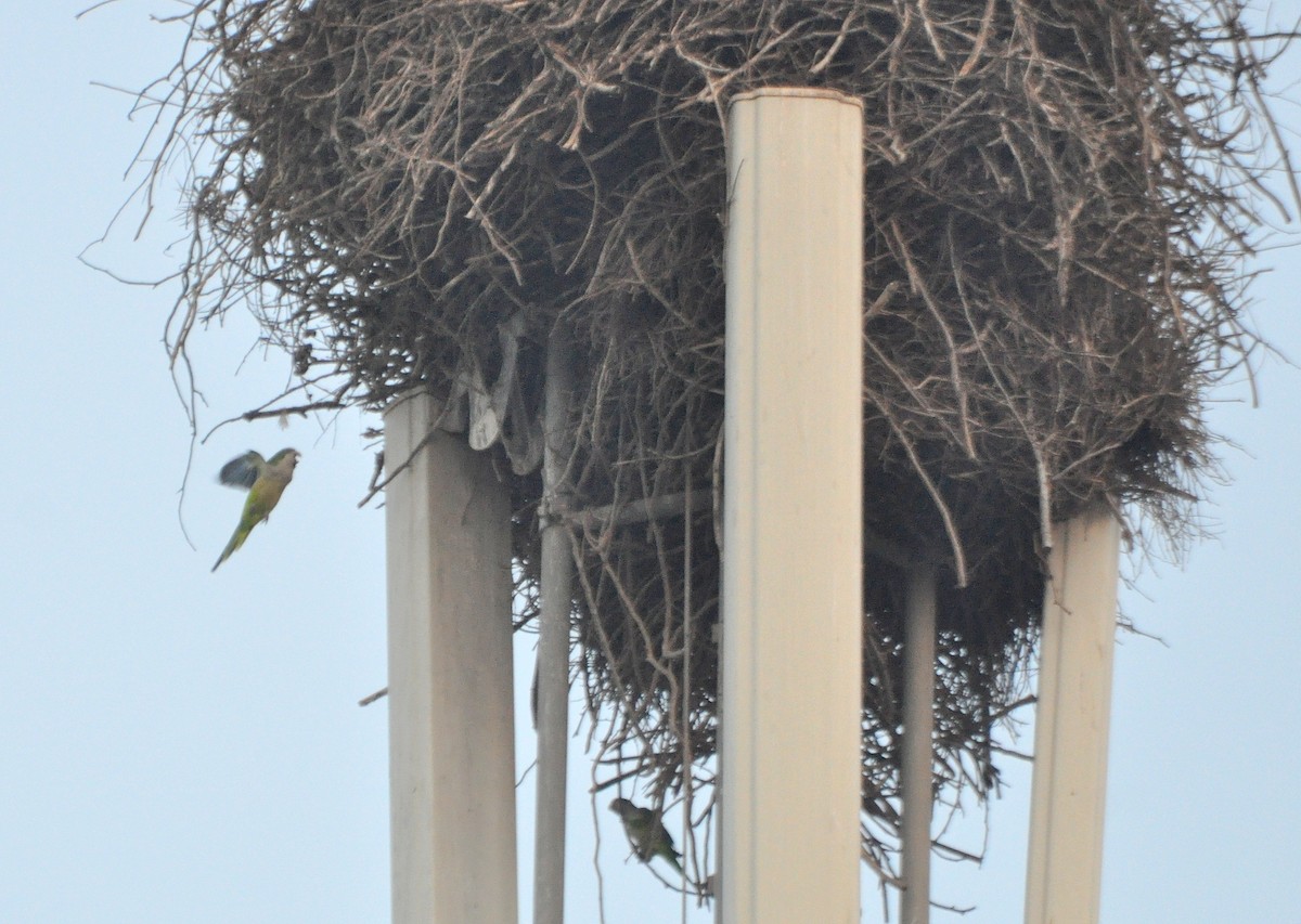 Monk Parakeet - ML115215491