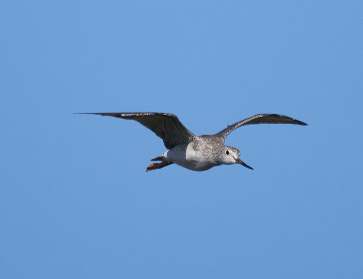 Greater Yellowlegs - Brooke Miller