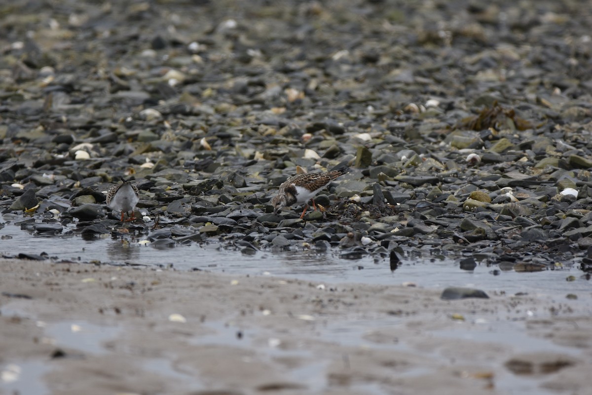 Ruddy Turnstone - ML115219341