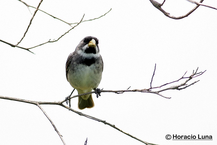 Double-collared Seedeater - ML115222531