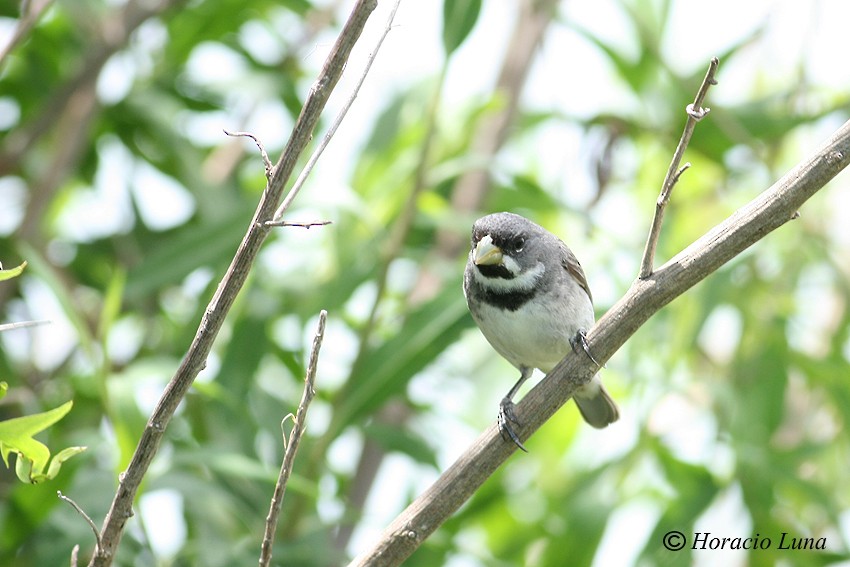 Double-collared Seedeater - ML115222541