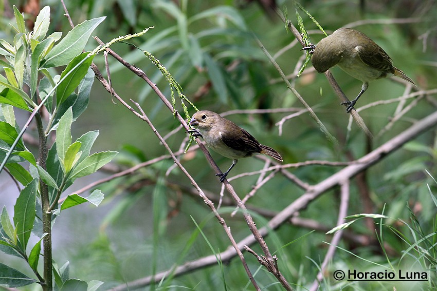 Double-collared Seedeater - ML115222551