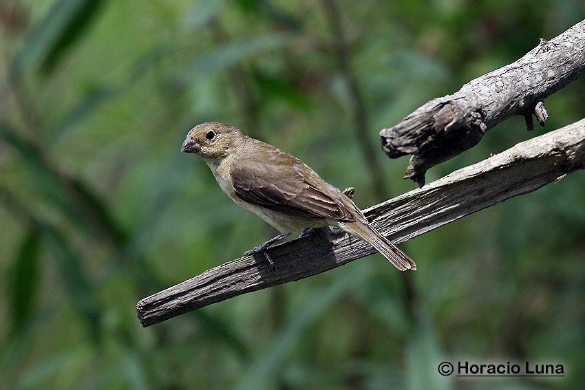 Double-collared Seedeater - ML115222561