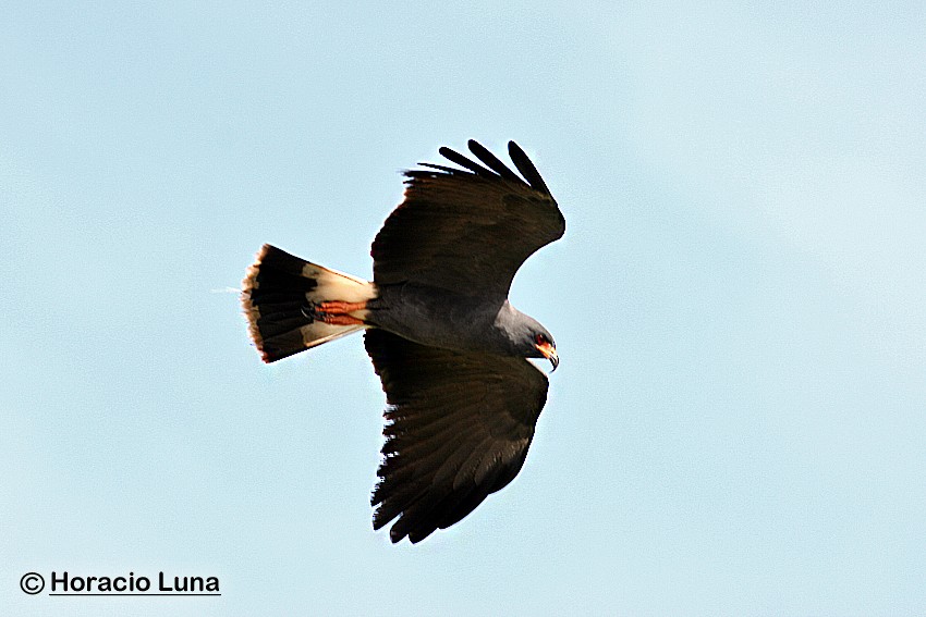 Snail Kite - ML115222791