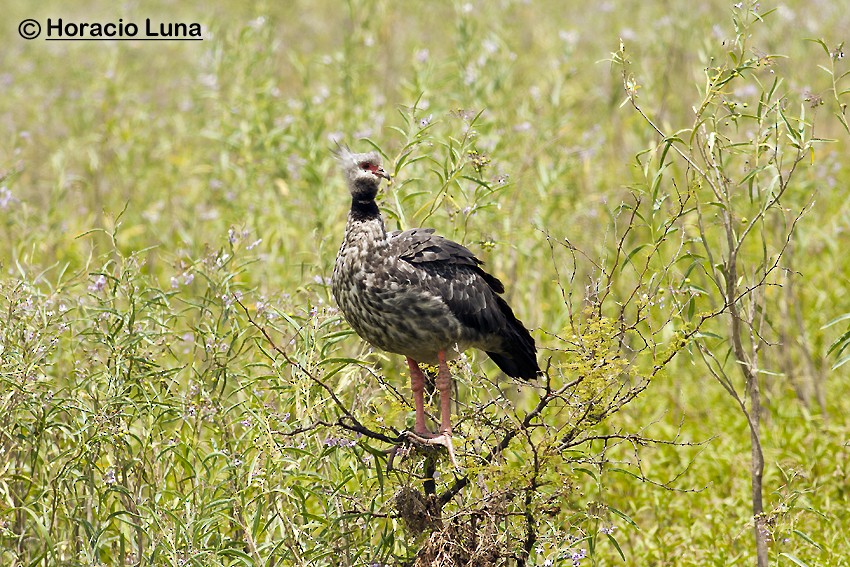 Southern Screamer - ML115222921