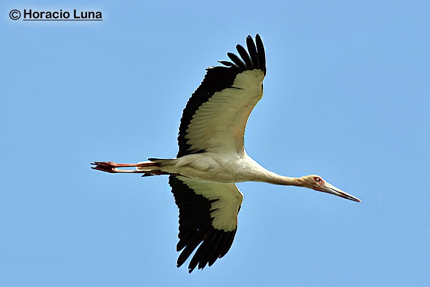Maguari Stork - Horacio Luna