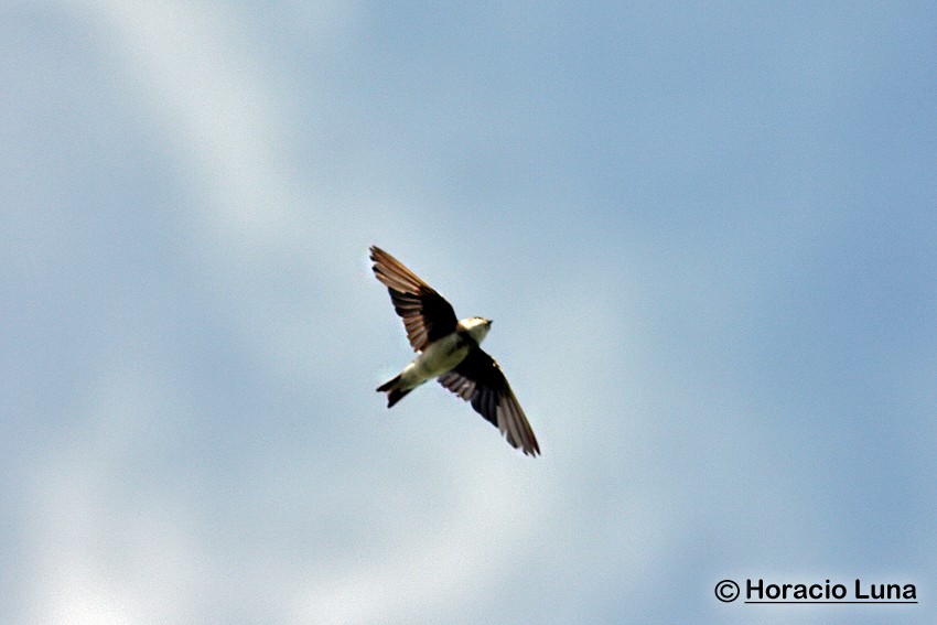 Bank Swallow - Horacio Luna