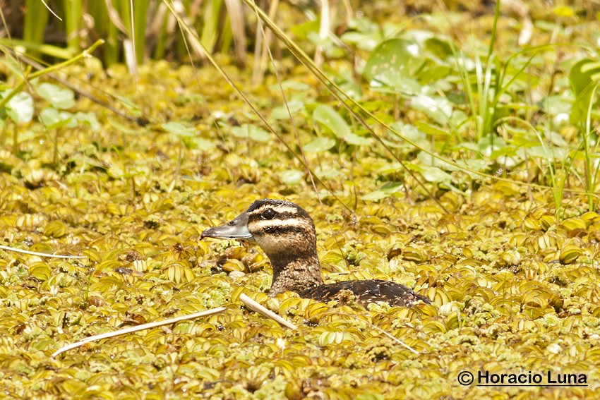 Masked Duck - ML115223421