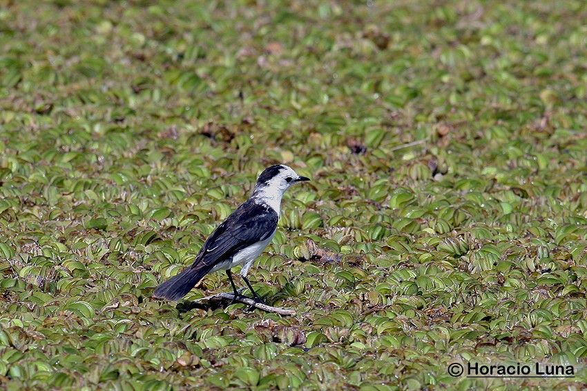 Black-backed Water-Tyrant - Horacio Luna