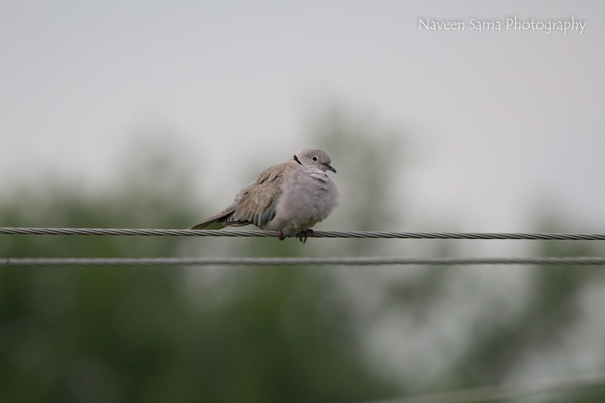 Eurasian Collared-Dove - ML115225601